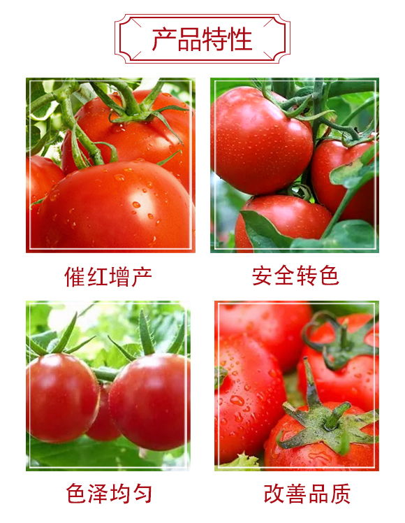 西红柿一L(fng)-冠玛生物_03.jpg